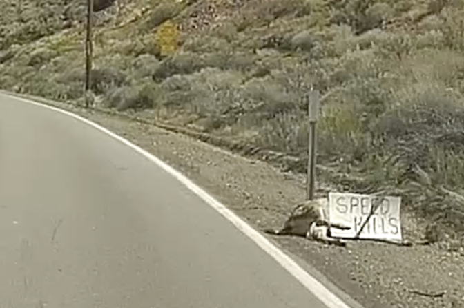 Wildlife on the Highways