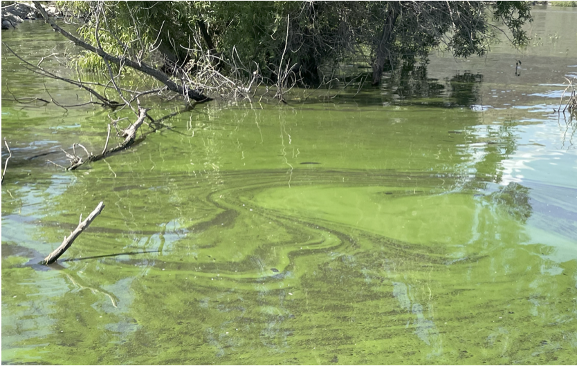 Algae Awareness