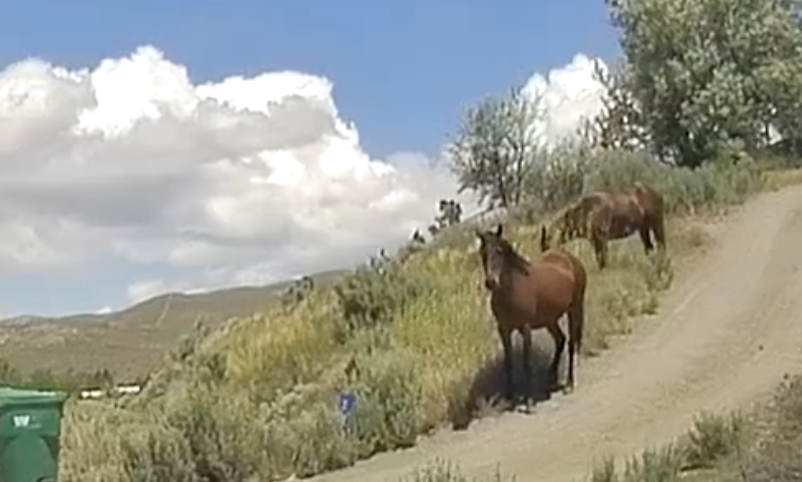 Wild Horse News Roundup