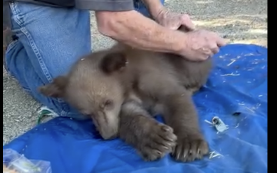 2nd Bear Accident in Recent Weeks
