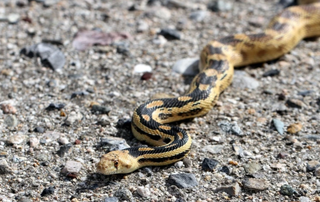 Is That a Rattlesnake?