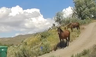 Wild Horse News Roundup