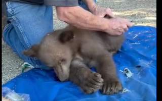 2nd Bear Accident in Recent Weeks