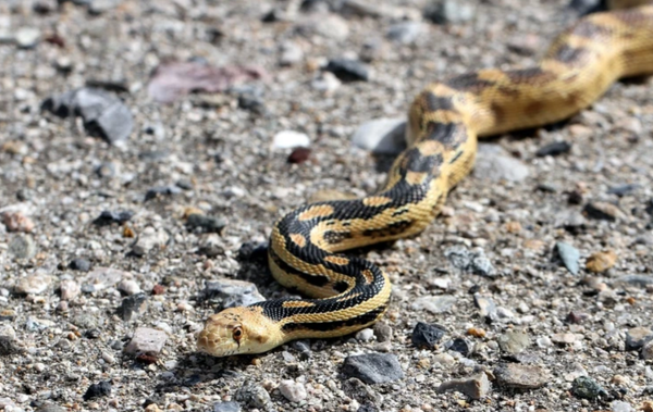 Is That a Rattlesnake?