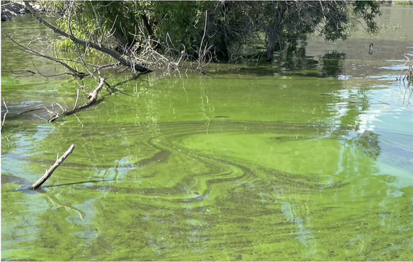 Algae Awareness