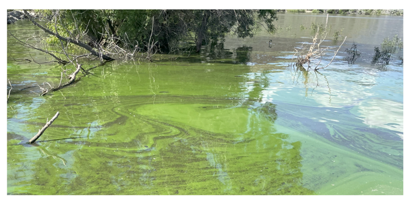 Algae Bloom Watch Issued for Washoe Lake.